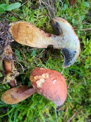 Xerocomellus armeniacus