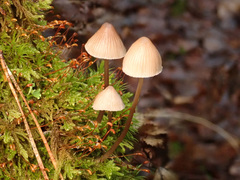Mycena metata