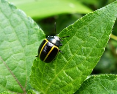 Desmogramma