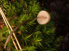 Mycena metata
