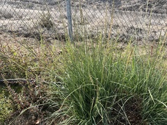 Muhlenbergia rigens