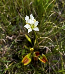 Dionaea muscipula