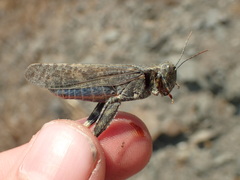 Circotettix shastanus
