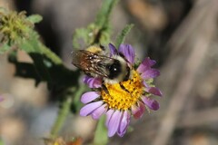 Bombus bifarius