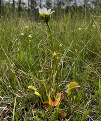 Dionaea muscipula