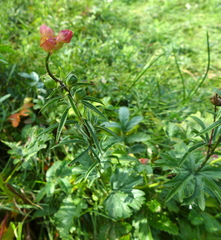Sidalcea hendersonii