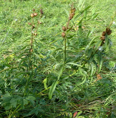 Sidalcea hendersonii