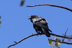 Corvus corax sinuatus