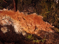 Raduliporus aneirinus