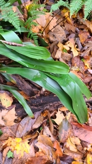 Carex fraseriana