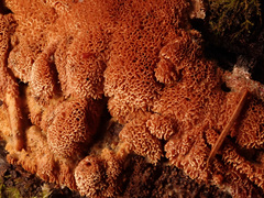 Raduliporus aneirinus