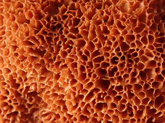 Raduliporus aneirinus