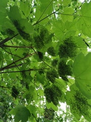 Chrysocharis