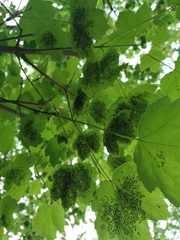 Chrysocharis