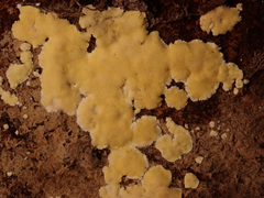 Antrodiella citrinella