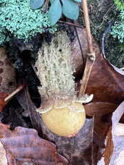 Calostoma lutescens