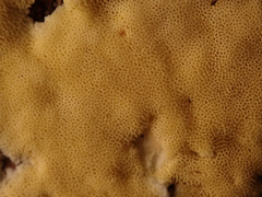 Antrodiella citrinella