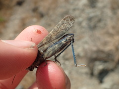 Circotettix shastanus