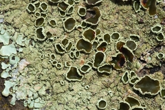 Xanthoparmelia tinctina