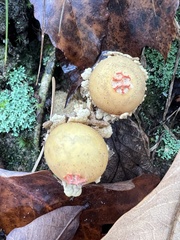 Calostoma lutescens