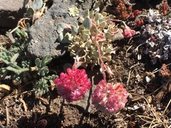 Eriogonum ovalifolium rubidum