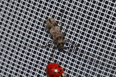 Acanthocinus griseus