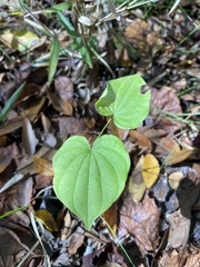 Dioscorea villosa
