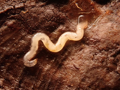 Enchytraeidae