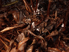Xylaria filiformis