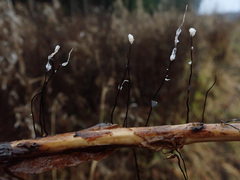 Xylaria filiformis