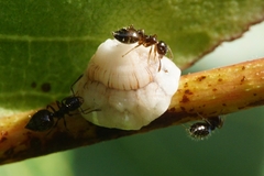 Ceroplastes rusci