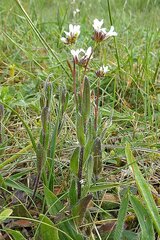Arabis hirsuta