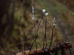 Xylaria filiformis