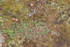 Trifolium dasyphyllum