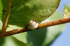 Ceroplastes rusci