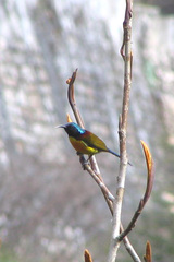 Aethopyga nipalensis