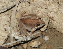 Litoria latopalmata