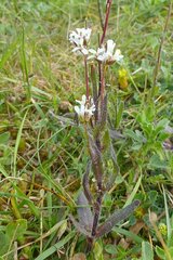 Arabis hirsuta