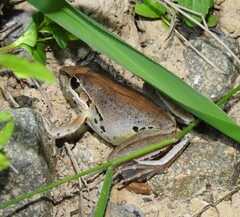 Litoria latopalmata