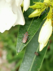 Caenocoris nerii