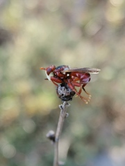Myopa dorsalis