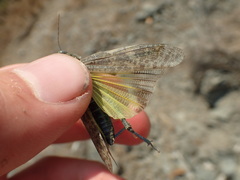 Circotettix shastanus