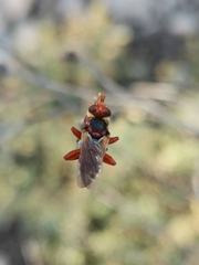 Myopa dorsalis