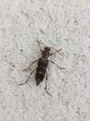 Xylotrechus smei