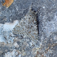 Polymixis flavicincta