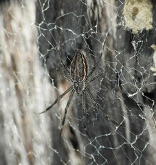 Argiope ocyaloides