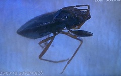 Capsus ater