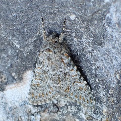 Polymixis flavicincta