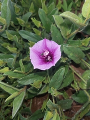 Ipomoea crassipes