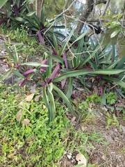 Tradescantia spathacea